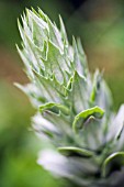 ACANTHUS MOLLIS SPIKE