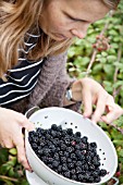 LADY PICKING BLACKBERRIES