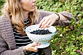 LADY PICKING BLACKBERRIES