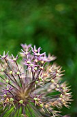 ALLIUM CRISTOPHII