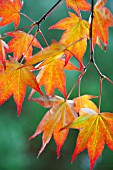 ACER PALMATUM IN LIGHT