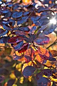 COTINUS COGGYGRIA ROYAL PURPLE IN SUNLIGHT