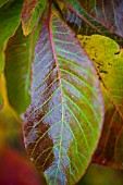 COTINUS COGGYGRIA SHOWING AUTUMN  COLOUR