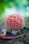 FLY AGARIC MUSHROOM EMERGING