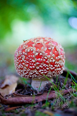 FLY_AGARIC_MUSHROOM_EMERGING