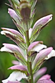 ACANTHUS MOLLIS