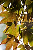 ACER PALMATUM IN AUTUMN LIGHT