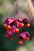 EUONYMUS ALATUS SEEDPODS