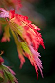 ACER JAPONICUM ACONITIFOLIUM