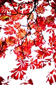 DAYLIGHT THROUGH ACER CANOPY