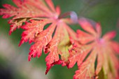 ACER JAPONICUM ACONITIFOLIUM IN AUTUMN