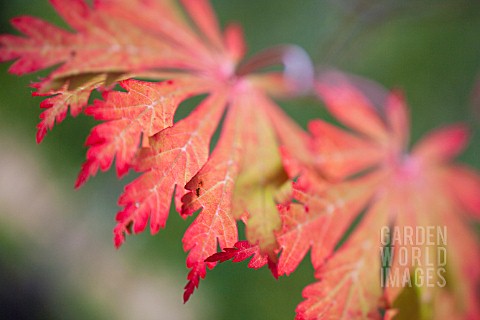 ACER_JAPONICUM_ACONITIFOLIUM_IN_AUTUMN