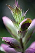 ACANTHUS MOLLIS