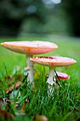 FLY AGARIC MUSHROOMS IN GRASS