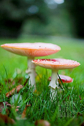 FLY_AGARIC_MUSHROOMS_IN_GRASS