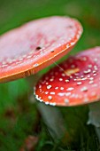 FLY AGARIC