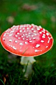 FLY AGARIC