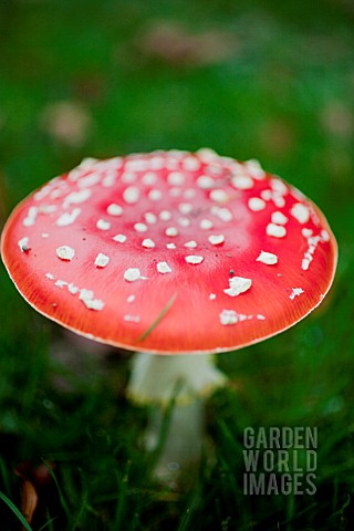 FLY_AGARIC