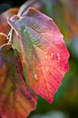 PARROTIA PERSICA SHOWING AUTUMN COLOUR