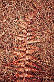 FROND OF BRACKEN ON PINE NEEDLES