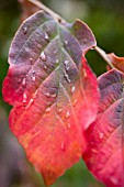 PARROTIA PERSICA SHOWING AUTUMN COLOUR