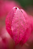 EUONYMUS ALATUS