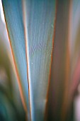 PHORMIUM TENAX