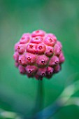 CORNUS KOUSA VAR CHINENSIS FRUIT