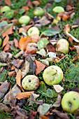 WINDFALL APPLES