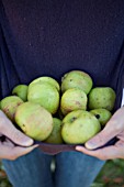 COLLECTING WINDFALL APPLES IN JUMPER