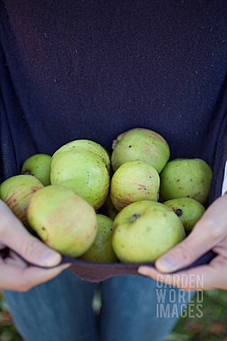 COLLECTING_WINDFALL_APPLES_IN_JUMPER