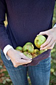 COLLECTING WINDFALL APPLES IN JUMPER