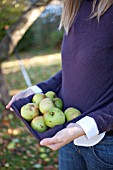 COLLECTING WINDFALL APPLES IN JUMPER