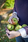 COLLECTING WINDFALL APPLES IN JUMPER