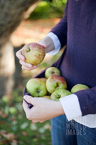 COLLECTING_WINDFALL_APPLES_IN_JUMPER