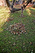 PILE OF AUTUMN LEAVES IN GARDEN