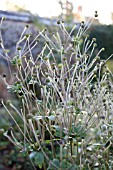 SEEDHEADS OF ANEMONE JAPONICA