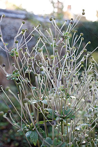 SEEDHEADS_OF_ANEMONE_JAPONICA