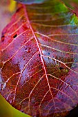 COTINUS COGGYGRIA SHOWING AUTUMN COLOUR