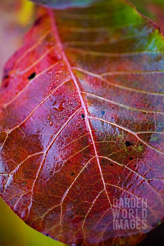 COTINUS_COGGYGRIA_SHOWING_AUTUMN_COLOUR