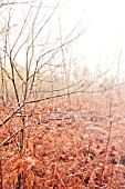 SUNLIGHT THROUGH BIRCH BRANCHES IN AUTUMN