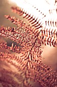 SUNLIGHT SHINING THROUGH DEAD BRACKEN