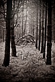 DEAD FALLEN TREE IN WOODLAND