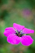 GERANIUM PSILOSTEMON