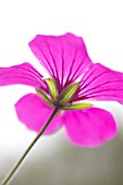 GERANIUM PSILOSTEMON