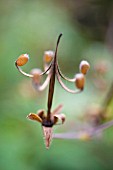 GERANIUM PSILOSTEMON SEEDHEAD