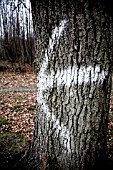 PAINTED ARROW ON OAK TREE