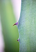 AGAVE AMERICANA