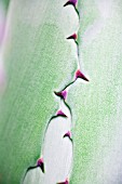 AGAVE AMERICANA