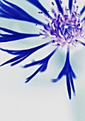 CENTAUREA MONTANA - ABSTRACT